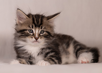 Thorkel - 6 weeks old