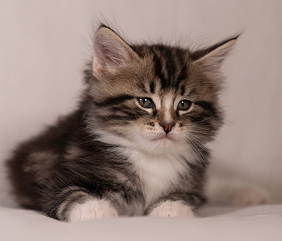 Thorkel - 6 weeks old