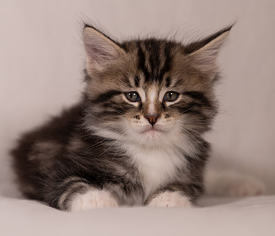 Thorkel - 6 weeks old