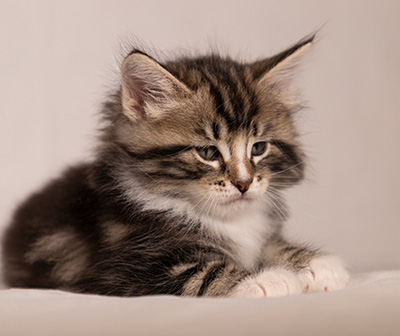 Thorkel - 6 weeks old