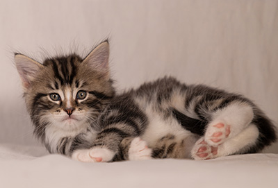 Thorkel - 6 weeks old
