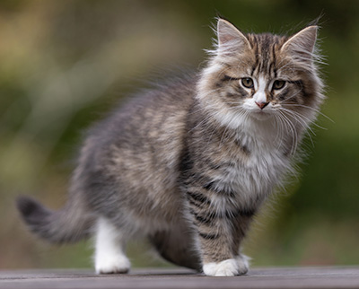 Thorunn - 12 weeks old