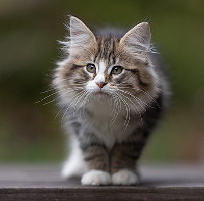Thorunn - 12 weeks old