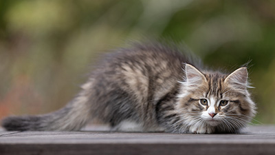 Thorunn - 12 weeks old