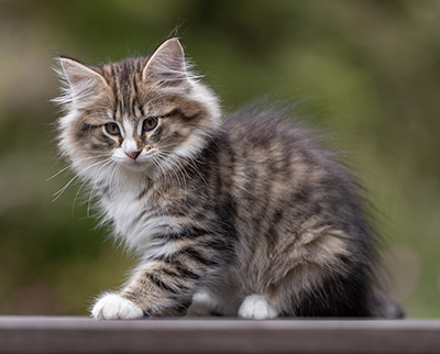 Thorunn - 12 weeks old