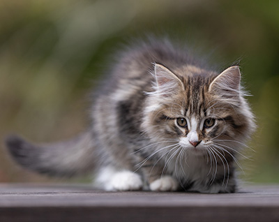 Thorunn - 12 weeks old