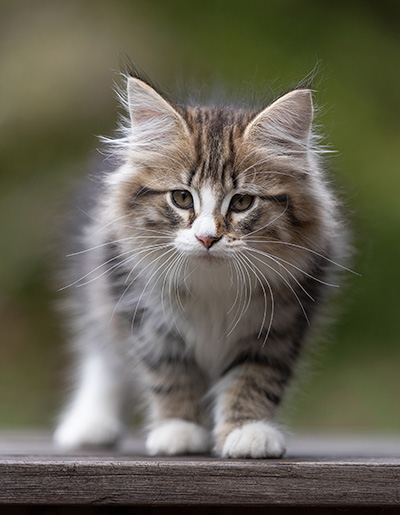 Thorunn - 12 weeks old