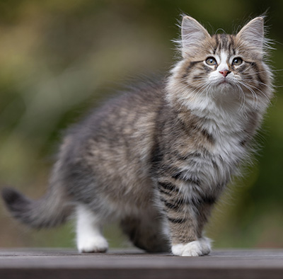 Thorunn - 12 weeks old