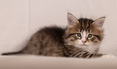 Thorunn - 6 weeks old