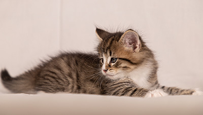 Thorunn - 6 weeks old