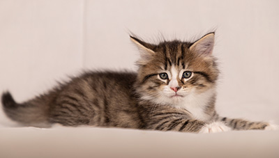 Thorunn - 6 weeks old