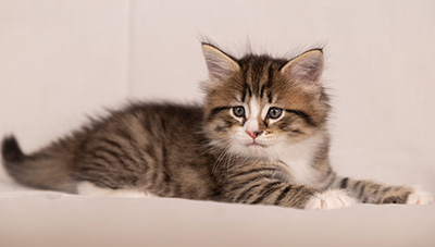 Thorunn - 6 weeks old