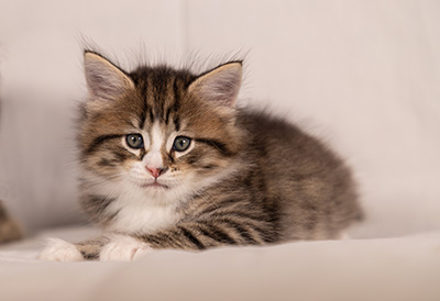 Thorunn - 6 weeks old