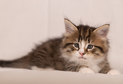 Thorunn - 6 weeks old