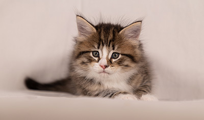 Thorunn - 6 weeks old