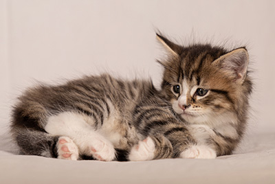 Thorunn - 6 weeks old