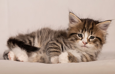 Thorunn - 6 weeks old