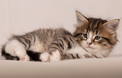 Thorunn - 6 weeks old
