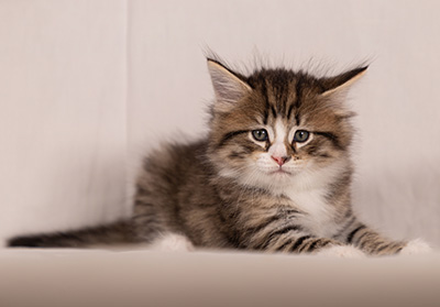 Thorunn - 6 weeks old