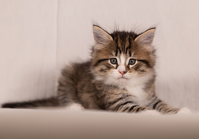 Thorunn - 6 weeks old