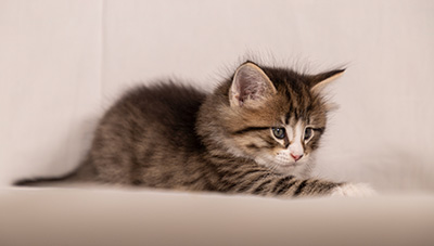 Thorunn - 6 weeks old