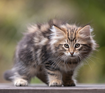 Thorvald - 12 weeks old