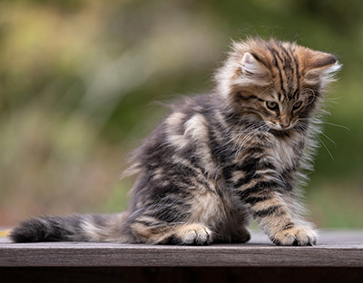 Thorvald - 12 weeks old