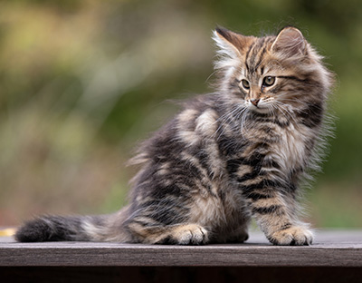 Thorvald - 12 weeks old