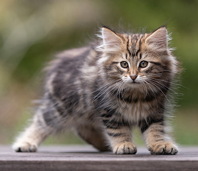 Thorvald - 12 weeks old