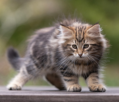 Thorvald - 12 weeks old