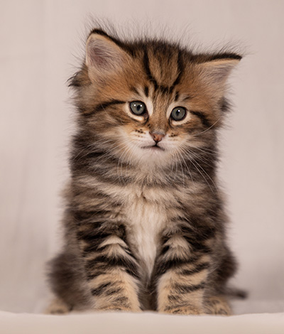 Thorvald - 6 weeks old
