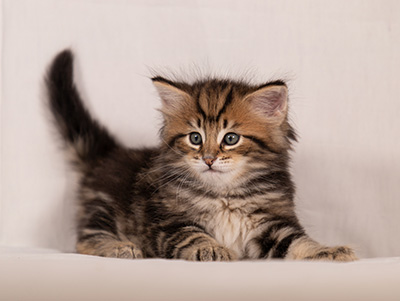 Thorvald - 6 weeks old