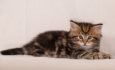 Thorvald - 6 weeks old