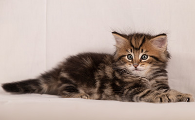 Thorvald - 6 weeks old