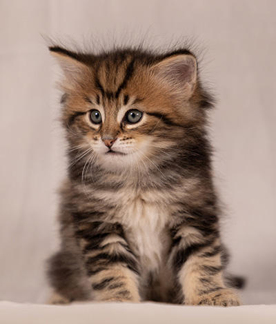 Thorvald - 6 weeks old