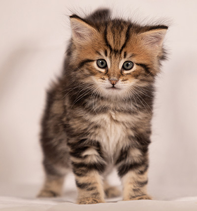 Thorvald - 6 weeks old