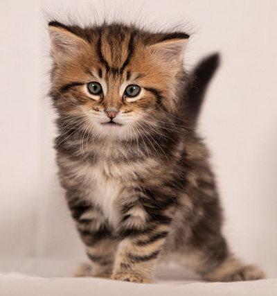 Thorvald - 6 weeks old