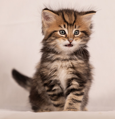 Thorvald - 6 weeks old