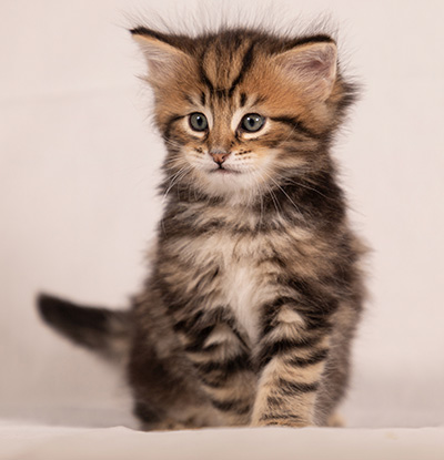 Thorvald - 6 weeks old