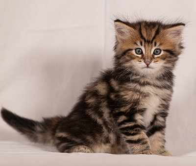 Thorvald - 6 weeks old