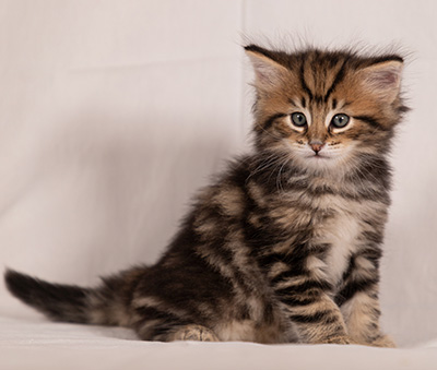 Thorvald - 6 weeks old