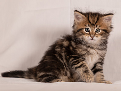 Thorvald - 6 weeks old