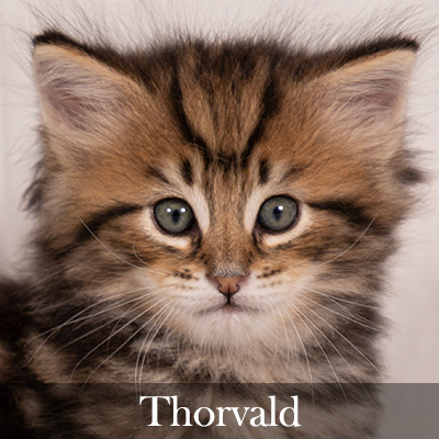 Thorvald