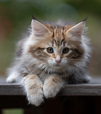 Thorveig - 12 weeks old