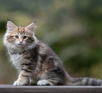 Thorveig - 12 weeks old