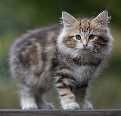 Thorveig - 12 weeks old