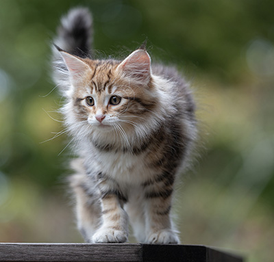 Thorveig - 12 weeks old