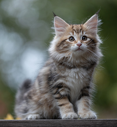Thorveig - 12 weeks old