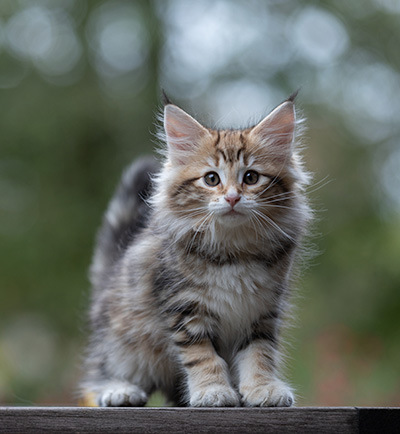 Thorveig - 12 weeks old