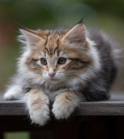 Thorveig - 12 weeks old